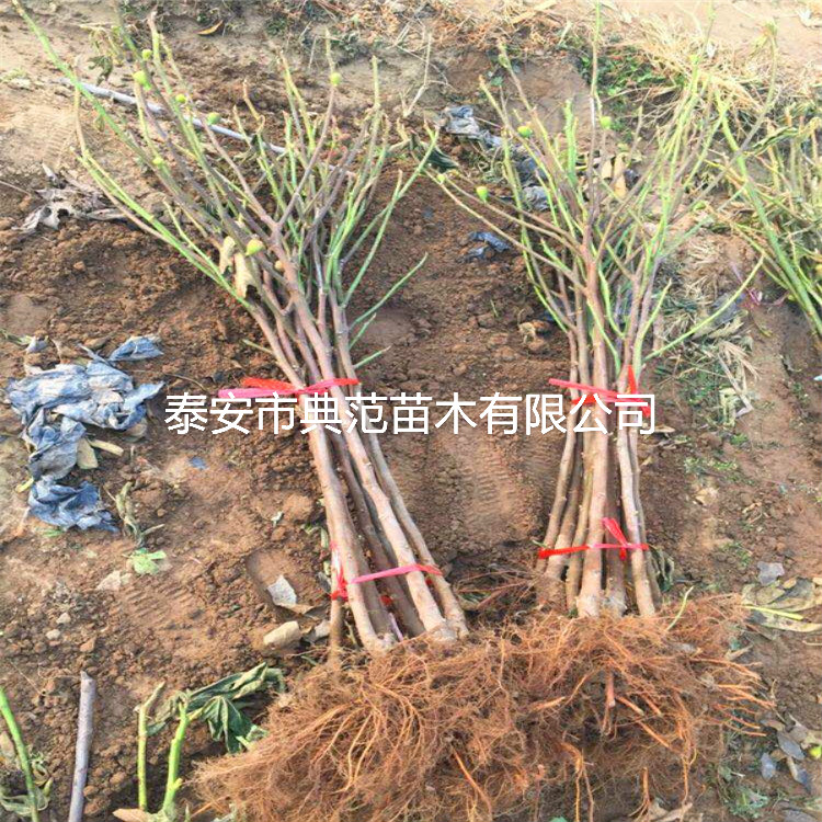 無花果樹苗種植基地、無花果苗每日價格