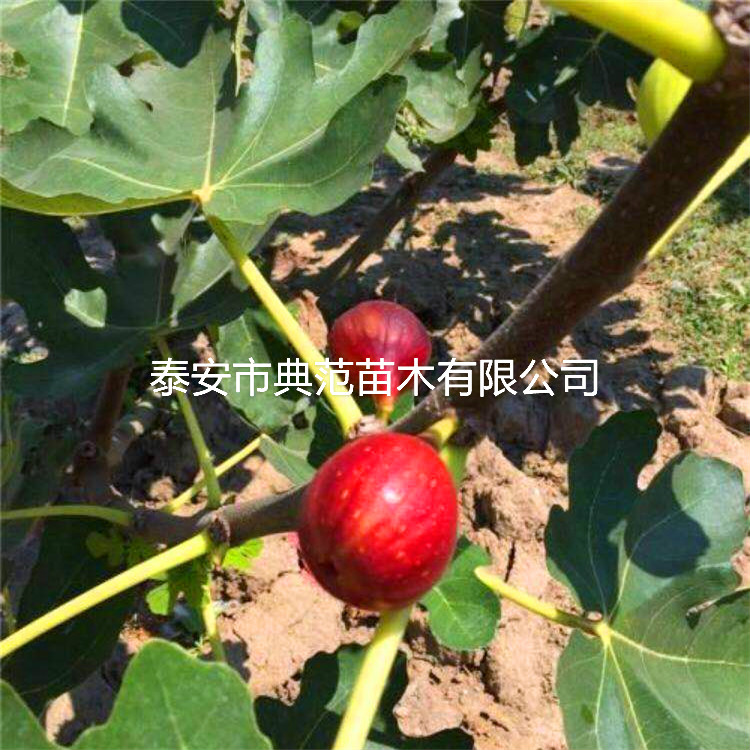 無花果樹苗種植基地、無花果苗每日價格