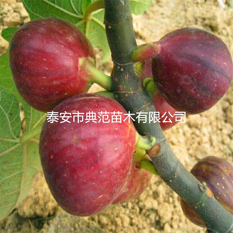 无花果树苗报价、无花果苗2020年价格