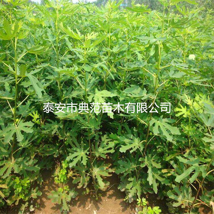 无花果树苗销售电话、无花果苗现在价格