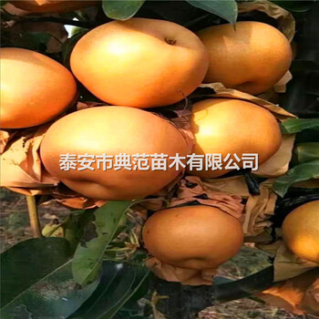 梨樹苗培育基地、山東梨樹苗價(jià)格走勢(shì)