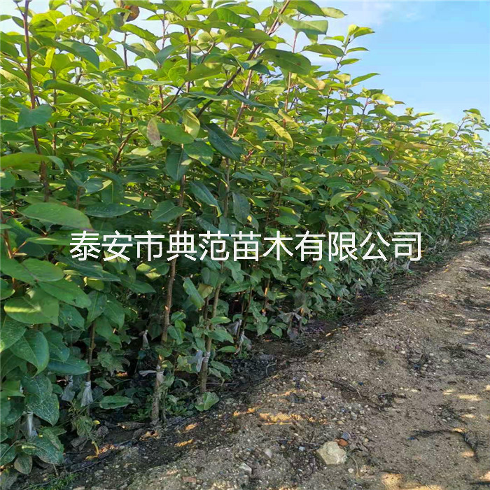 梨树苗种植技术、山东梨树苗亩产量