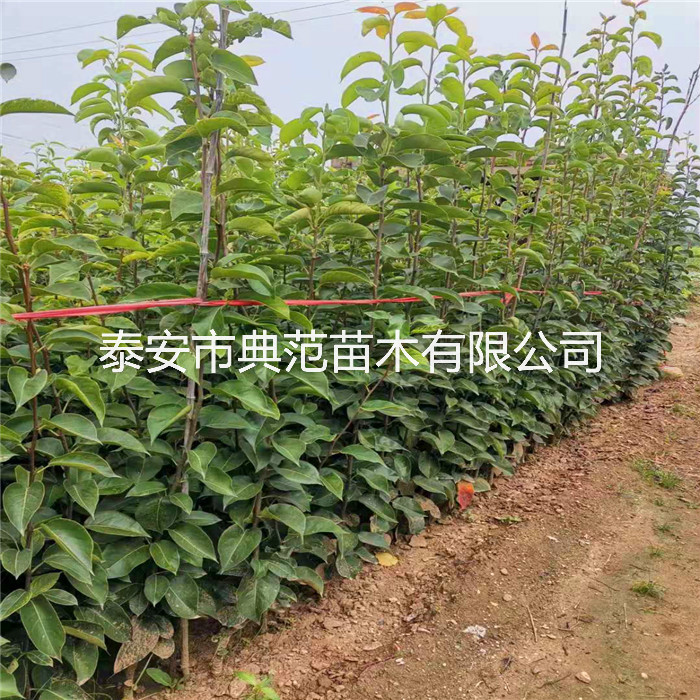 梨樹(shù)苗培育基地、山東梨樹(shù)苗價(jià)格走勢(shì)
