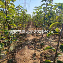 梨树苗培育基地、梨树苗价格及报价图片