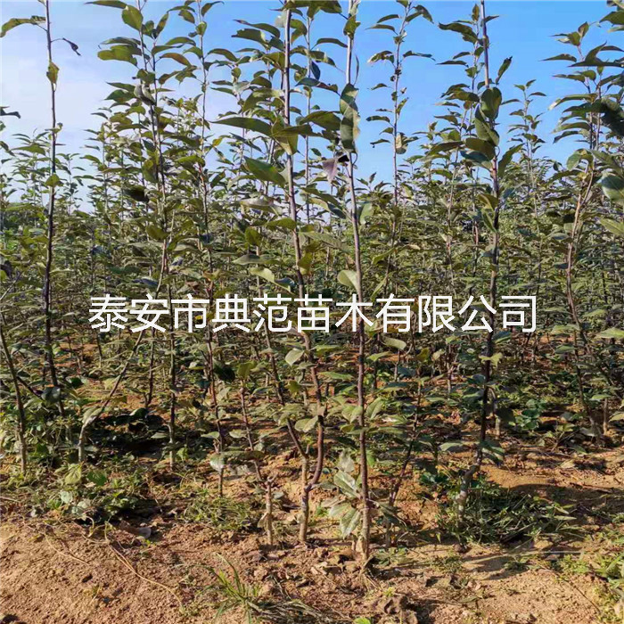 梨樹(shù)苗培育基地、山東梨樹(shù)苗價(jià)格走勢(shì)