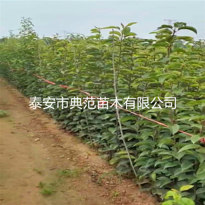 梨树苗种植技术、山东梨树苗亩产量