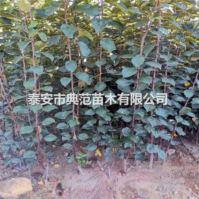 苹果树苗销售、泰安苹果树苗亩产量