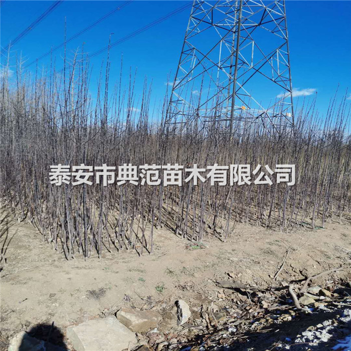 蘋果樹苗品種介紹、蘋果苗價(jià)格及報(bào)價(jià)
