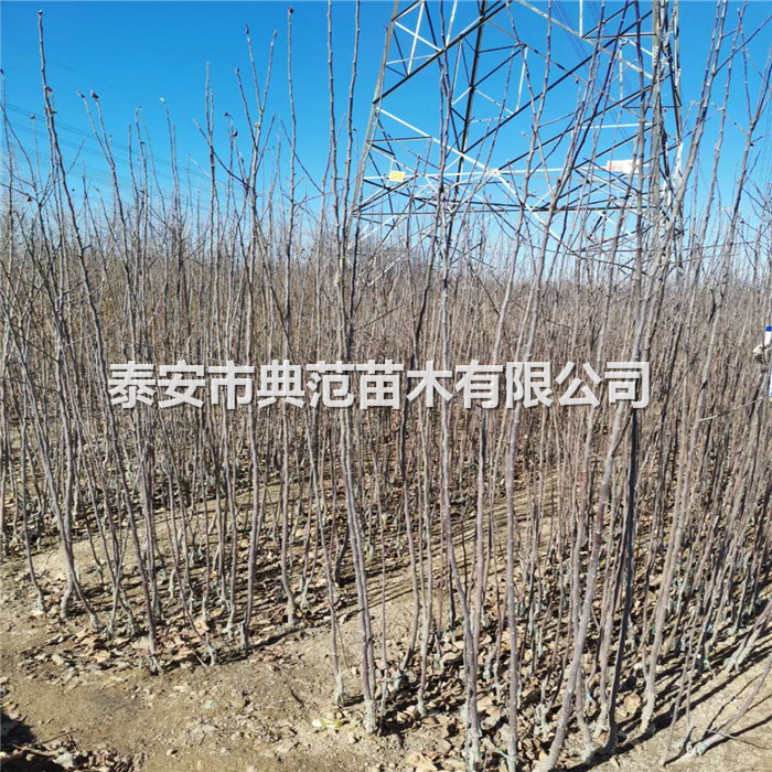 蘋果樹苗基地、山東蘋果苗畝產(chǎn)量