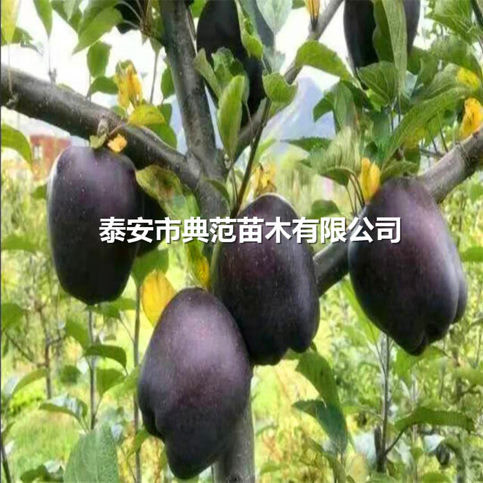蘋果樹苗基地、山東蘋果苗畝產(chǎn)量