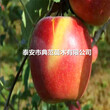 苹果树苗种植技术、苹果苗种植注意事项图片