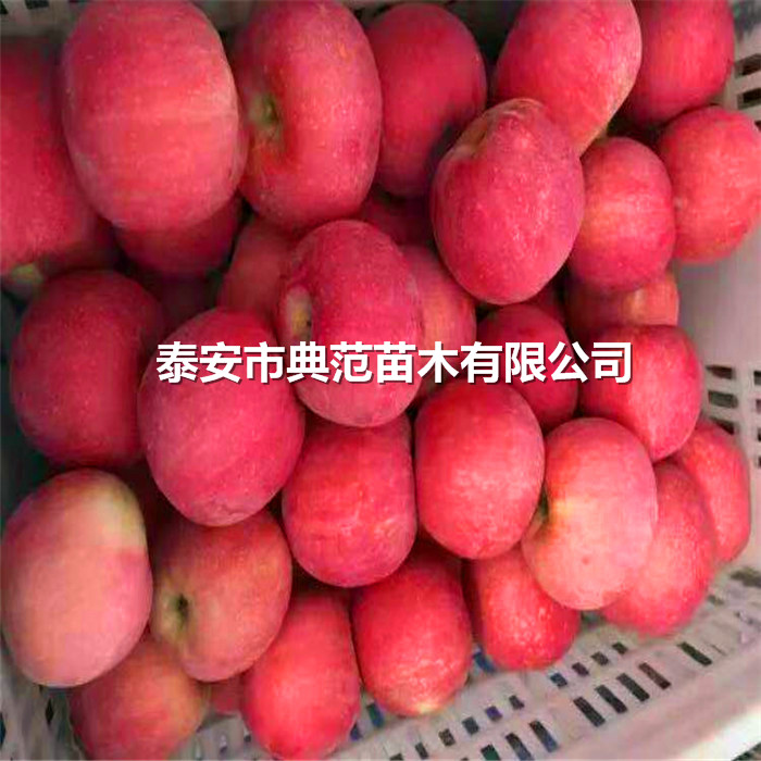 苹果树苗批发价格、山东苹果苗货源信息
