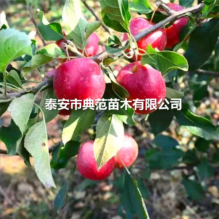苹果树苗种植技术、苹果苗种植注意事项