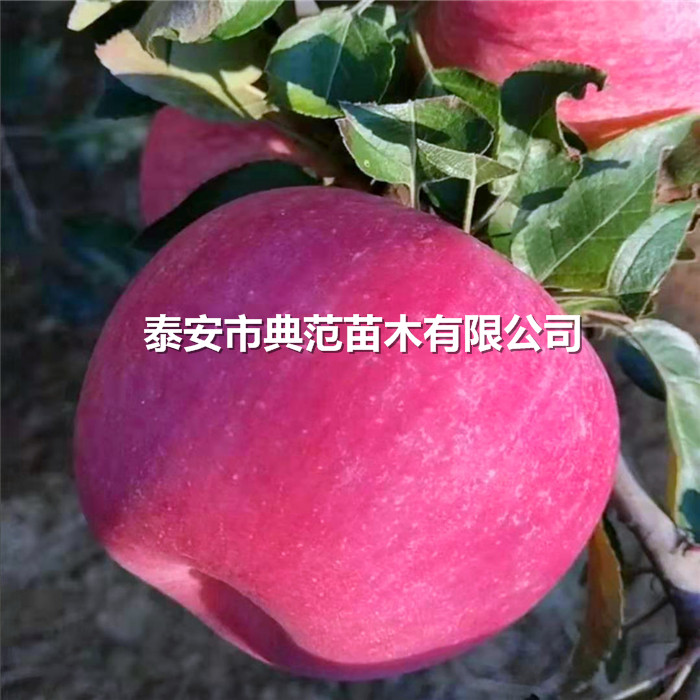 蘋果樹苗品種介紹、蘋果苗價(jià)格及報(bào)價(jià)