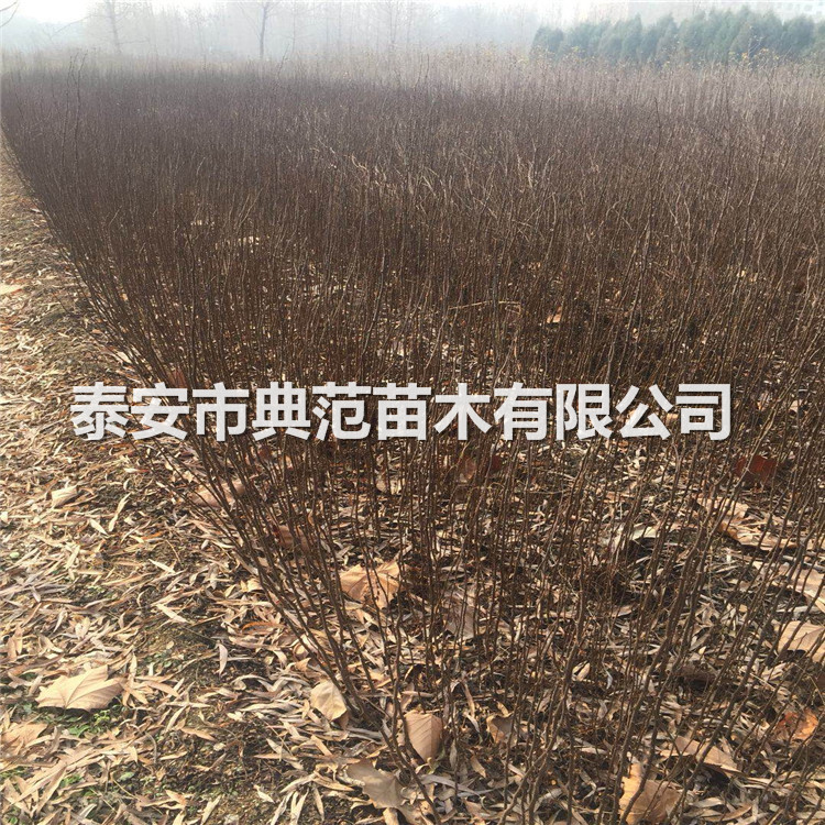 大紅袍花椒苗銷售（大紅袍花椒樹苗幾年結(jié)果）