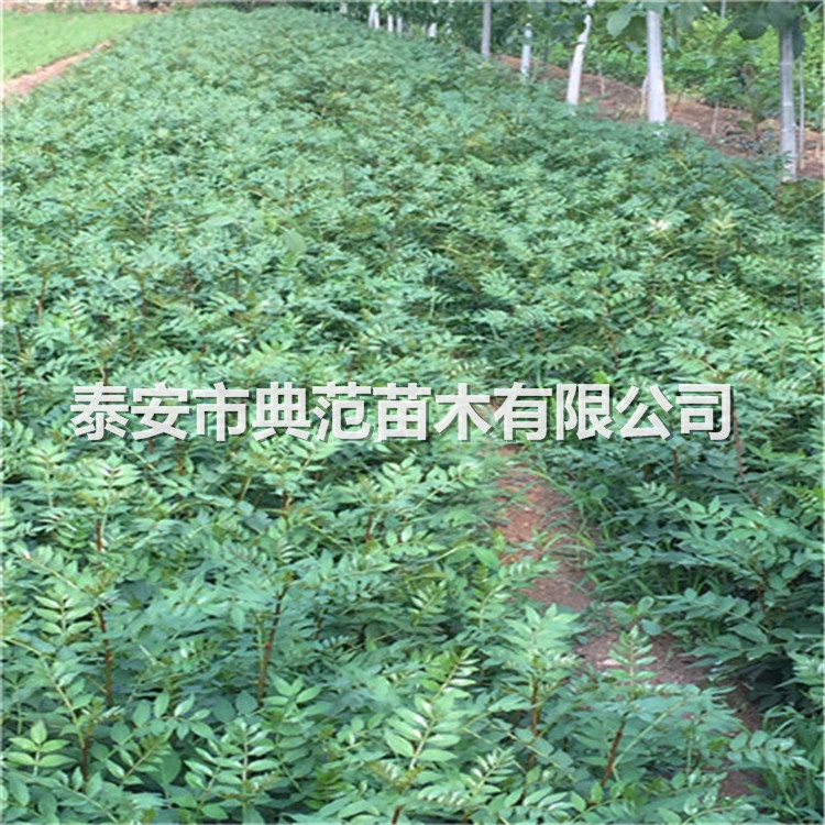 【花椒树苗批发,花椒苗市场行情】-北京黄页88网