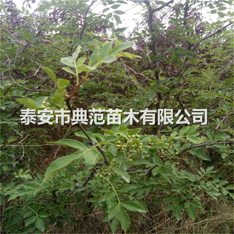 大紅袍花椒苗基地（大紅袍花椒樹(shù)苗幾年結(jié)果）