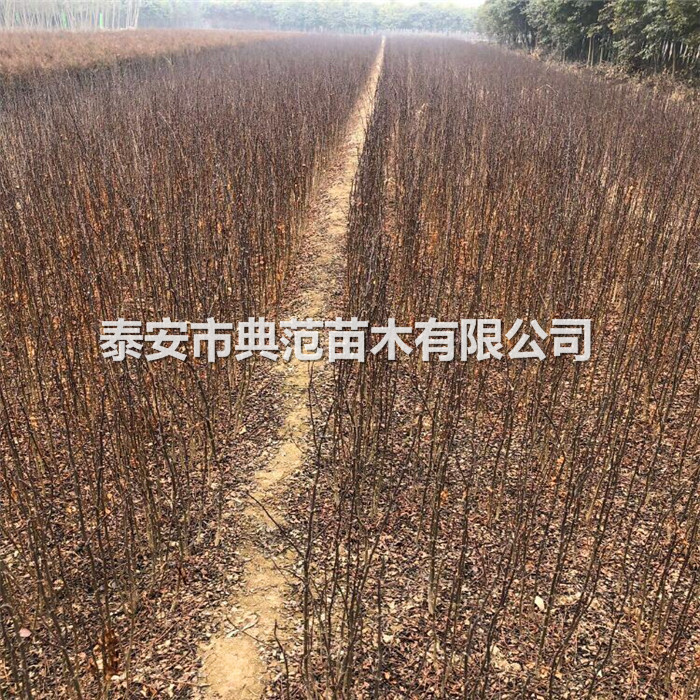 大紅袍花椒苗價錢/大紅袍花椒樹苗一畝地種幾棵