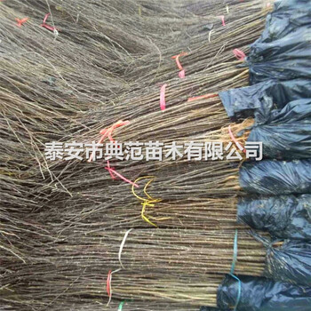 大紅袍花椒苗銷售（大紅袍花椒樹苗幾年結(jié)果）