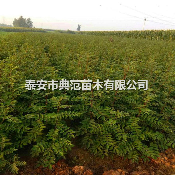 大紅袍花椒苗批發(fā)價格（大紅袍花椒樹苗幾年結(jié)果）