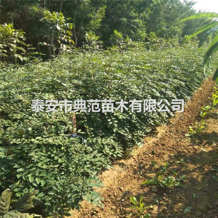 大紅袍花椒苗價錢/大紅袍花椒樹苗一畝地種幾棵