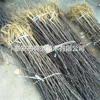 大紅袍花椒苗批發(fā)價格（大紅袍花椒樹苗幾年結(jié)果）
