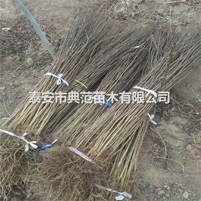 大红袍花椒苗种植基地（大红袍花椒树苗亩产量）