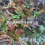 红油香椿树苗种植技术、红香椿苗种植注意事项图片0