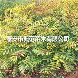 红油香椿树苗种植技术、红香椿苗种植注意事项图片5