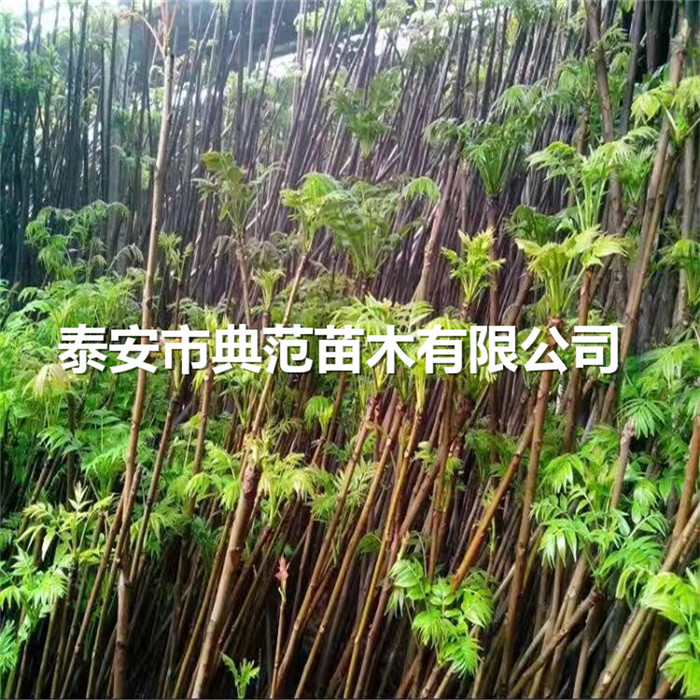 红油香椿树苗种植技术、红香椿苗几年结果