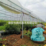 蓝莓苗培育基地、蓝莓苗亩产量图片1