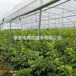 蓝莓苗培育基地、蓝莓苗亩产量图片3