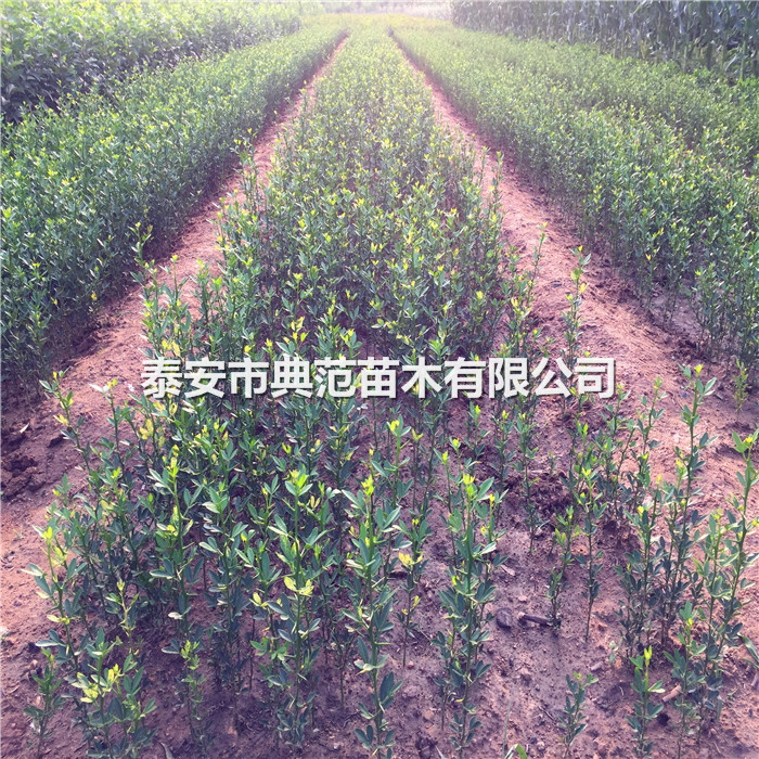 枸橘苗種植基地、枸橘苗產(chǎn)地