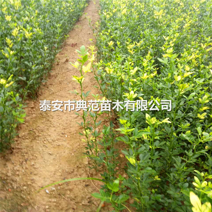 枸橘苗基地、枸橘苗-泰安枸橘苗