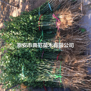 枸橘苗种植注意事项、枸橘苗