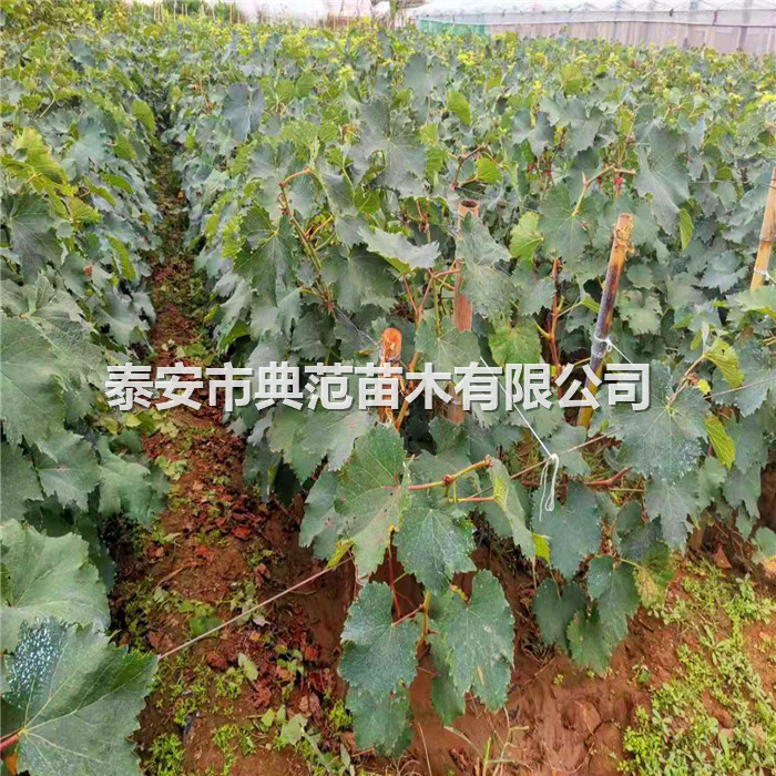 葡萄苗價(jià)格、葡萄苗貨源信息