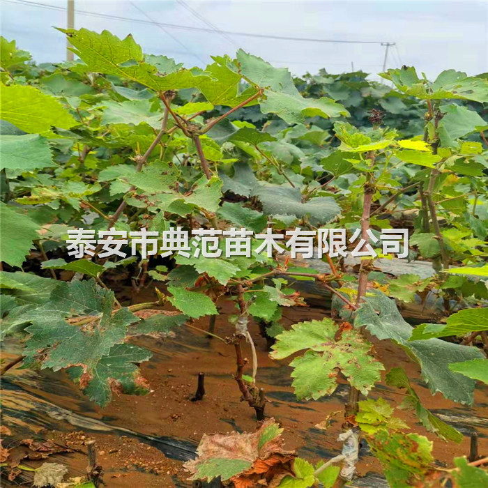 葡萄苗幾年結(jié)果、葡萄苗