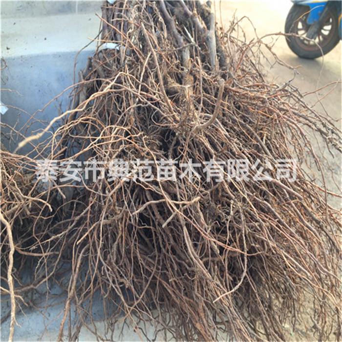葡萄苗價(jià)格、葡萄苗貨源信息