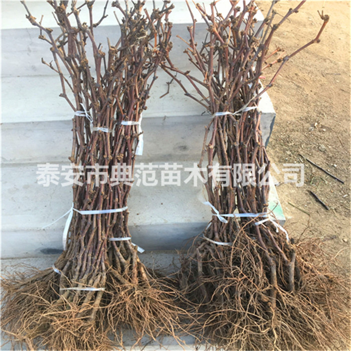 葡萄苗售價、葡萄苗市場行情