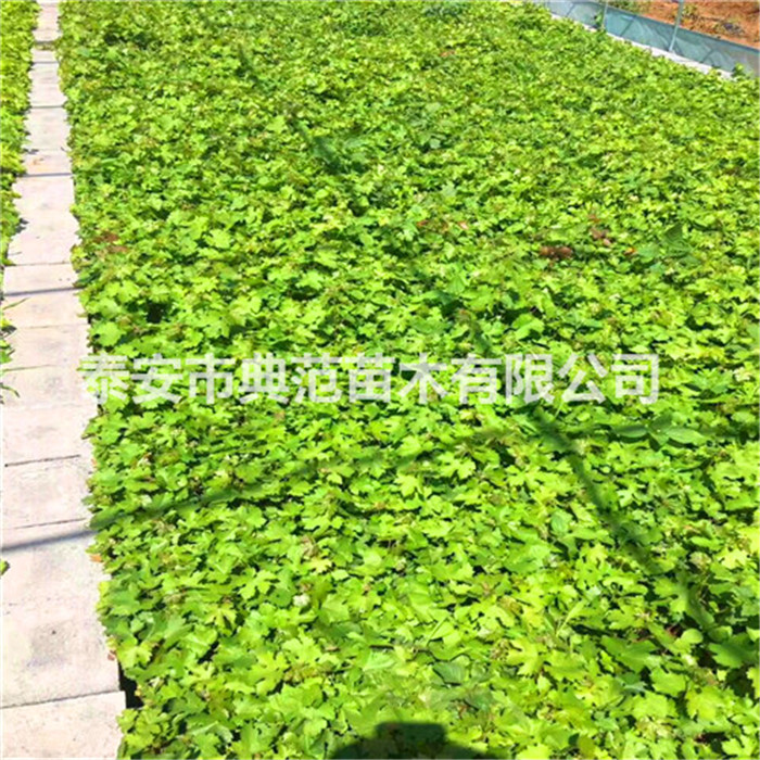 葡萄苗售價、葡萄苗市場行情