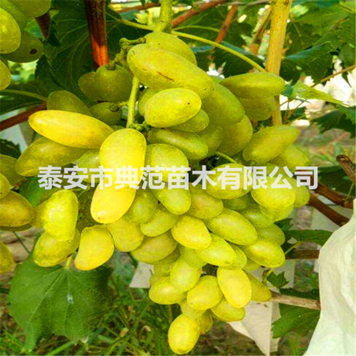 葡萄苗價格、葡萄苗批發(fā)市場價格