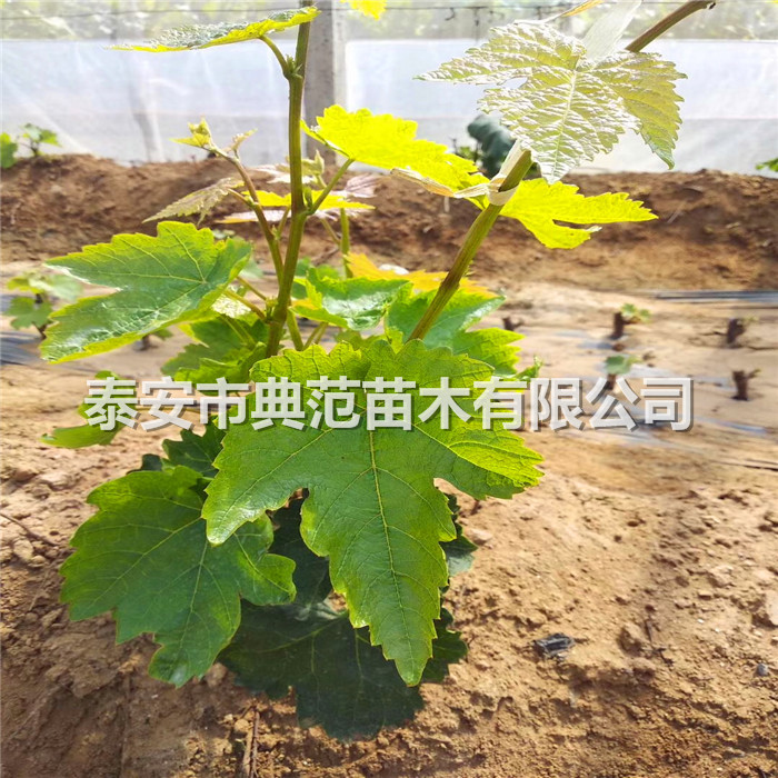 葡萄苗幾年結(jié)果、葡萄苗