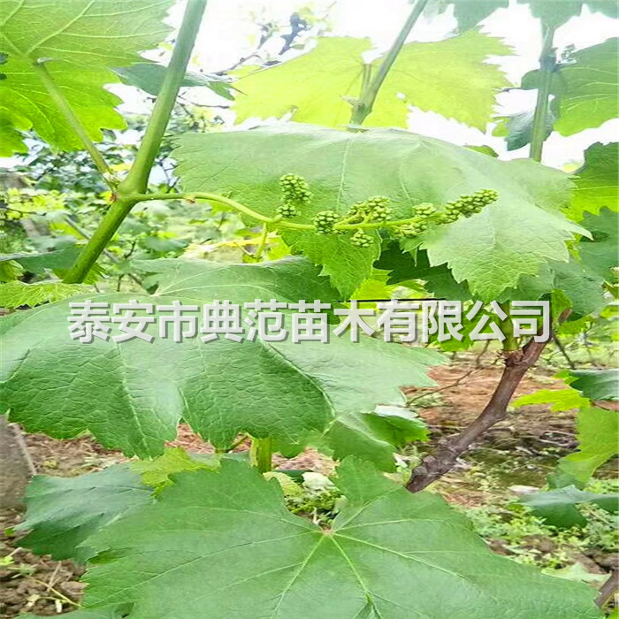 葡萄苗種植技術(shù)、葡萄苗現(xiàn)在價(jià)格