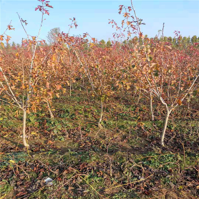 山楂树苗基地、山楂苗现在价格