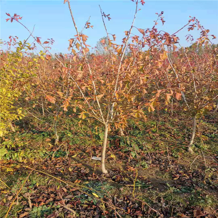 山楂樹苗種植基地、山楂苗幾年結(jié)果