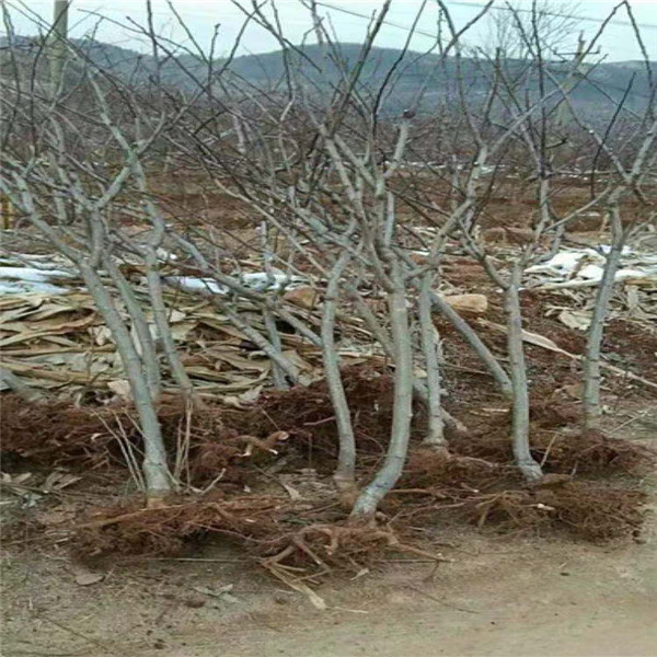 山楂樹苗培育基地、山楂苗一畝地種幾棵