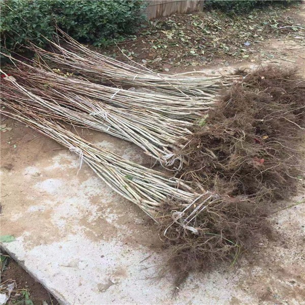 山楂樹苗種植基地、山楂苗幾年結(jié)果