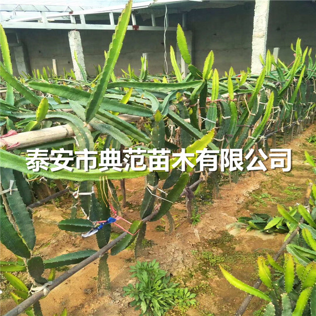 火龍果苗銷售公司、火龍果苗畝產(chǎn)量