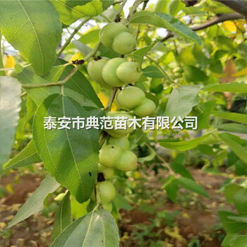 棗樹苗銷售、棗樹苗每日價格