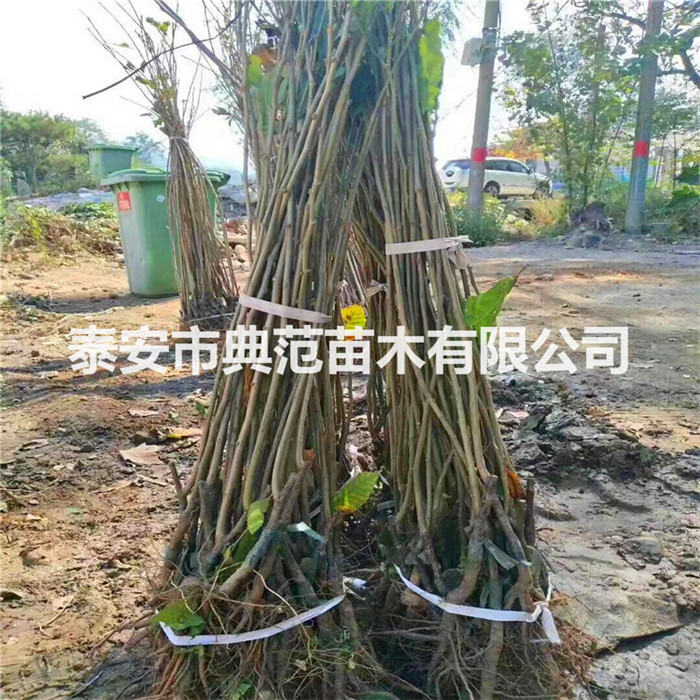 板栗苗、板栗树苗种植注意事项